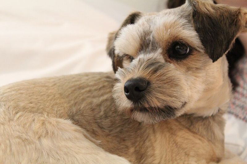 Schnoodle (Schnauzer + Poodle)