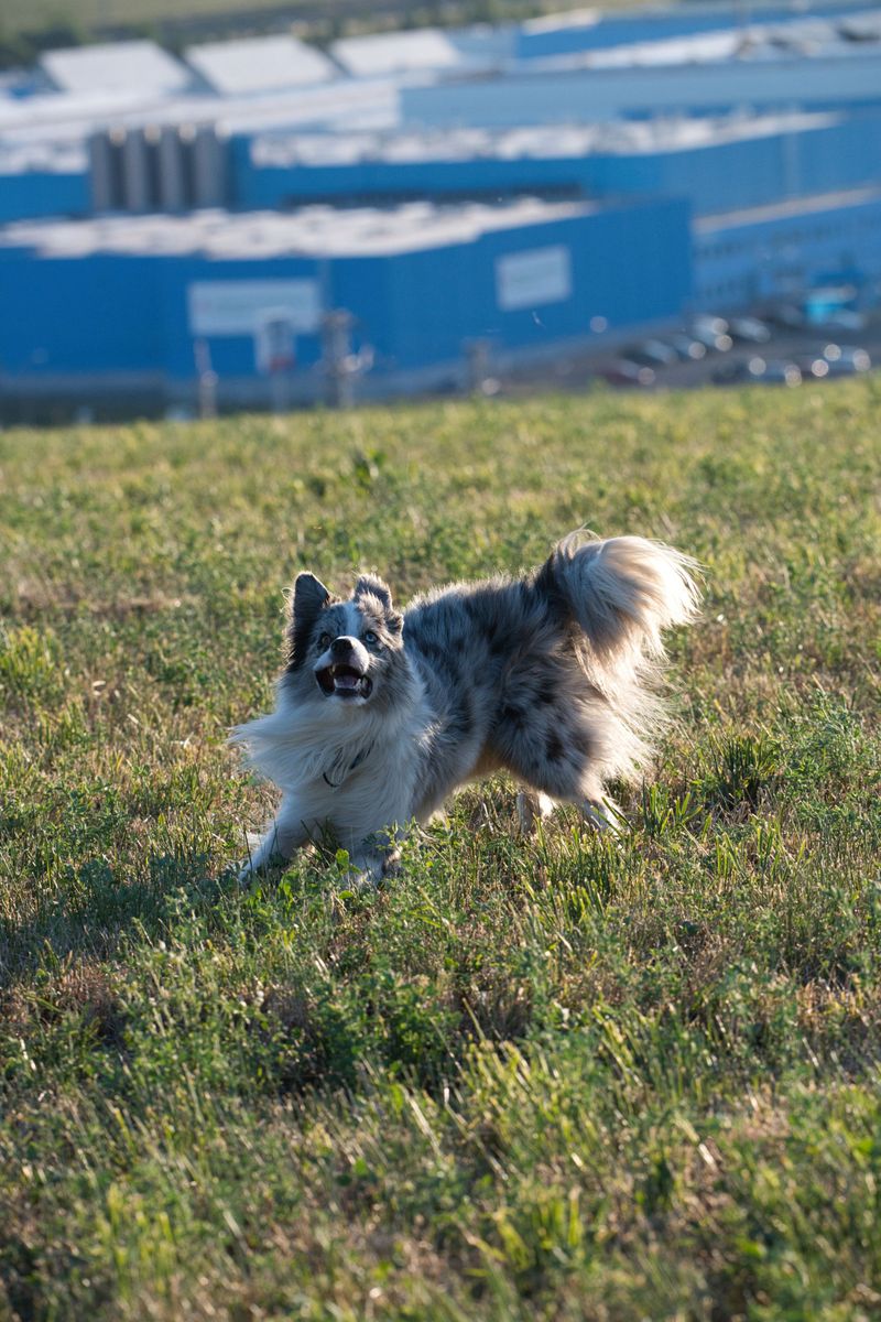 The rehoming story often starts long before the dog leaves - With expectations that were never realistic 4 Border Collie - Brain on turbo