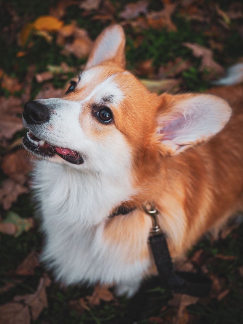 11 dogs that don't need to follow the kids everywhere to know exactly where the action is 12 Pembroke Welsh Corgi