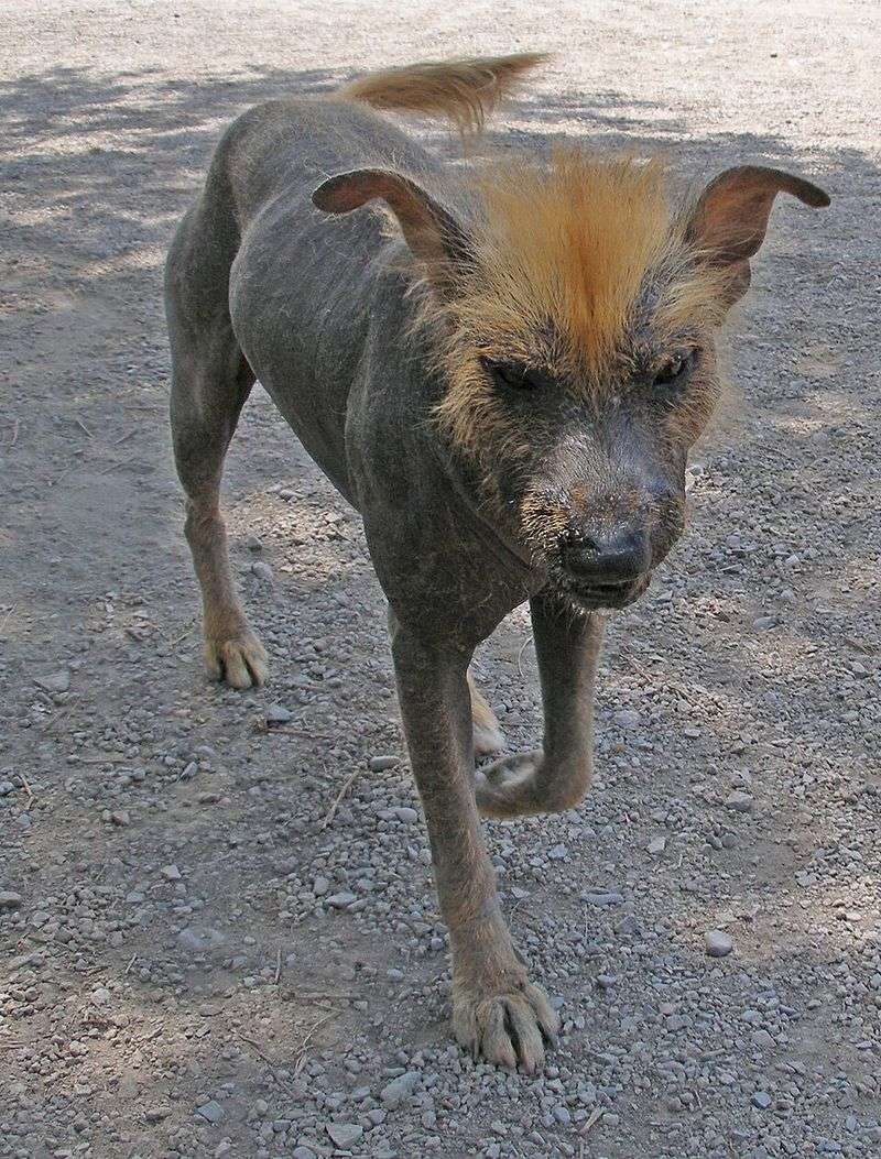 Ecuadorian Hairless Dog