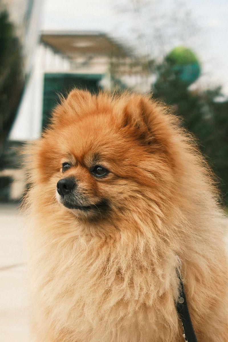 Some dogs enter a room quietly - These 12 breeds can bring the energy with them 6 Pomeranian