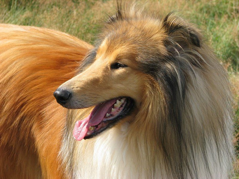 12 protective dog breeds that treat children like their own pack 10 Collie