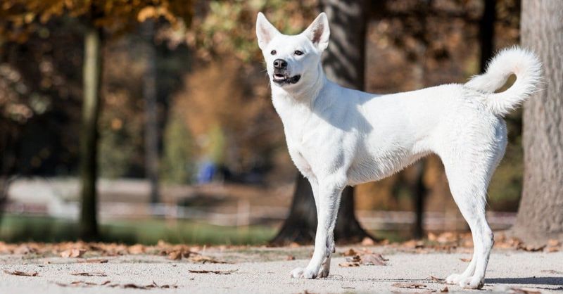 24 Distinctive Dog Breeds You Don’t See Every Day 17 Canaan Dog