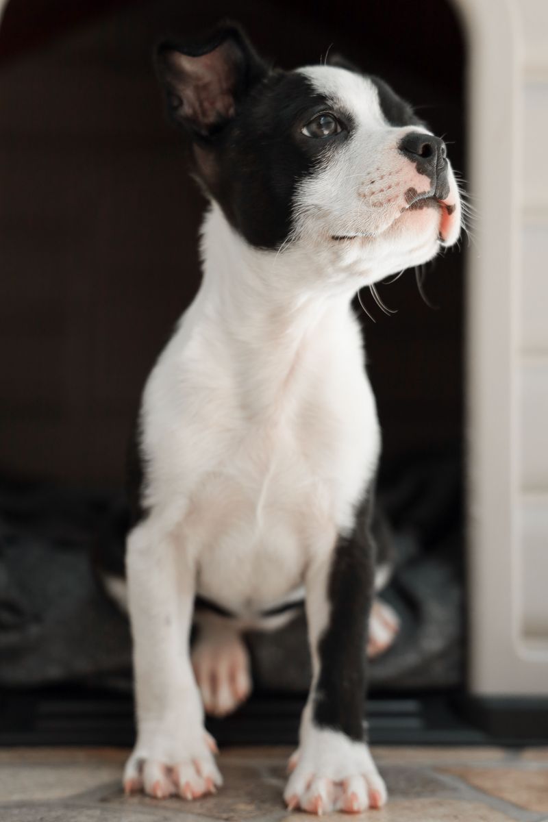 12 dogs that treat every homecoming like a celebration - plus 3 loyal waiters 9 Boston Terrier