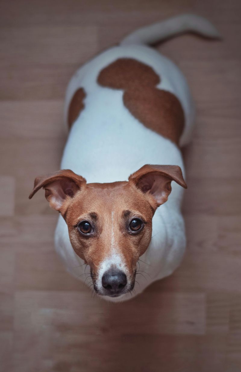 10 dog breeds that first-time owners often underestimate 7 Jack Russell Terrier