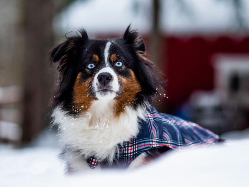 28 Dog Breeds Especially Devoted to Family Life 14 Australian Shepherd