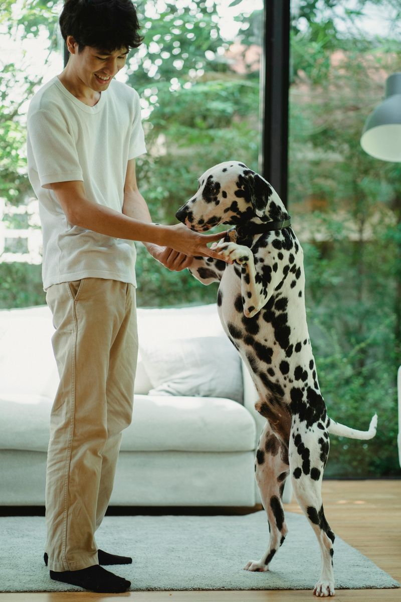 Dalmatian