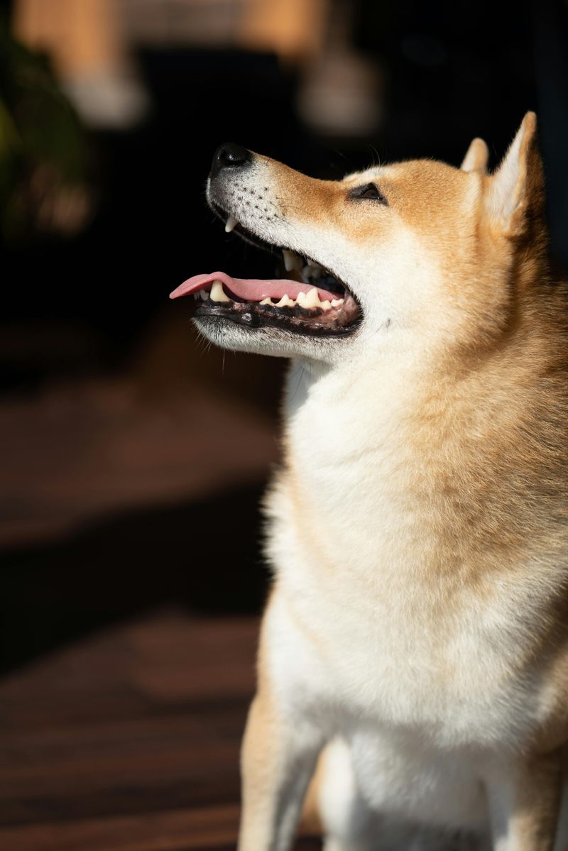 Shiba Inu