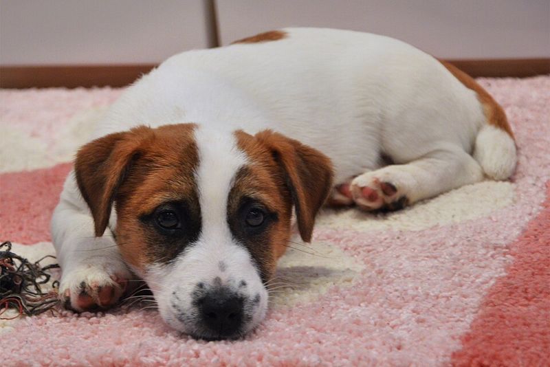 Jack Russell Terrier