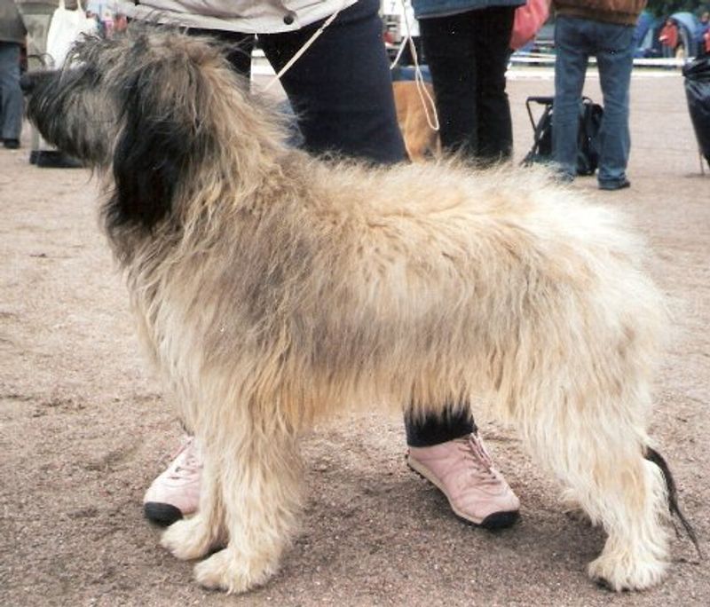 Catalan Sheepdog