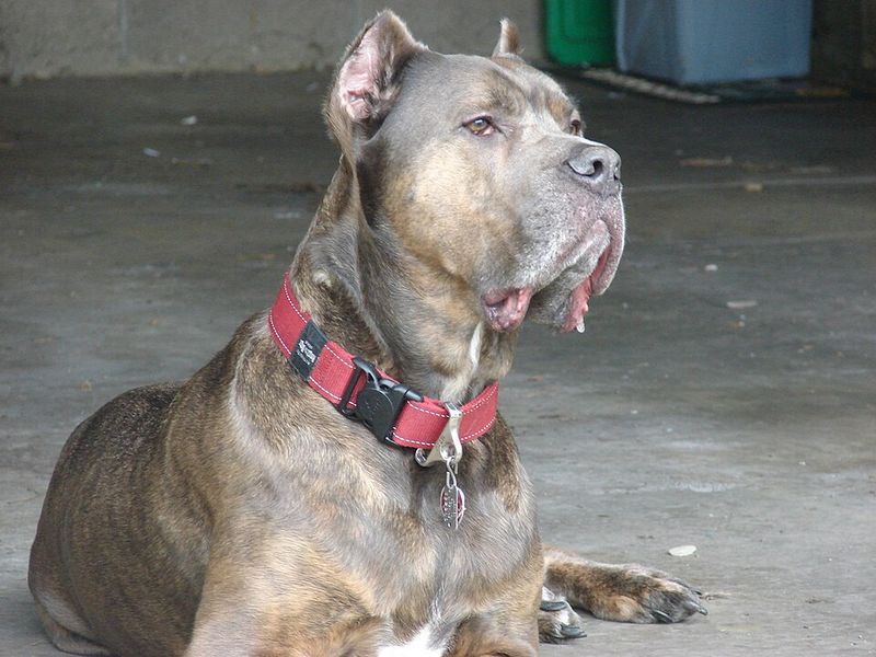 Cane Corso