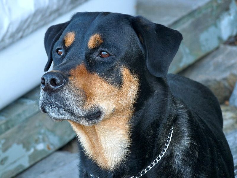 Rottweiler–Lab Mix (popular hybrid)