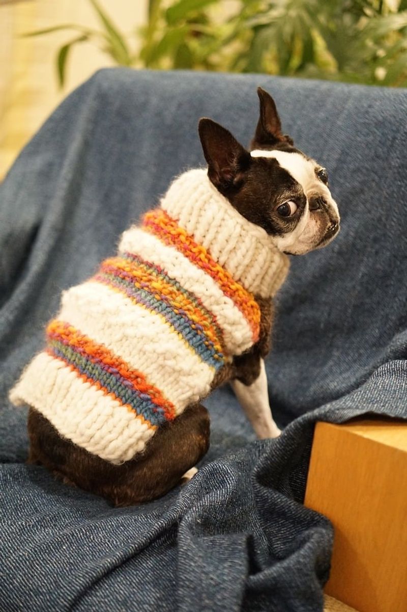 22 Everyday Human Habits That Can Stress Out Your Dog 6 Forcing them to wear clothes