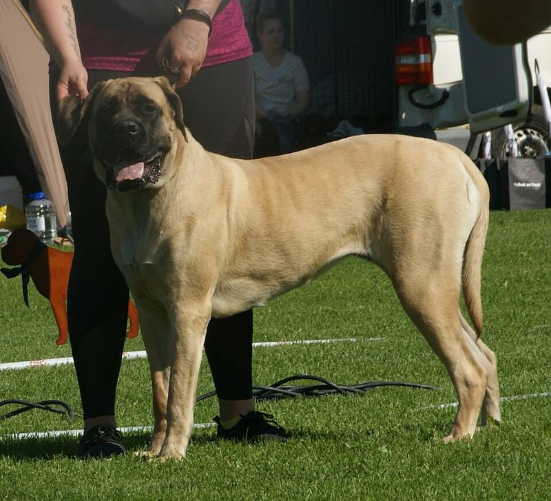 Mastiff