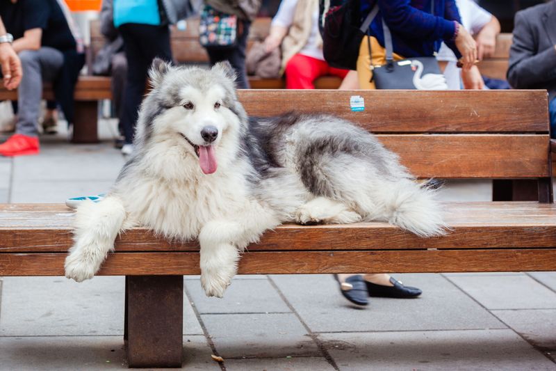 Live where summers get serious? Breed choice matters more than many owners realize 6 Alaskan Malamute