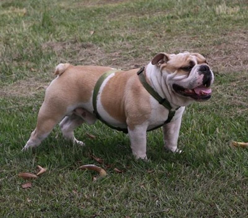 Forget judging house dogs by size - the breeds that settle best indoors may surprise you 12 English Bulldog