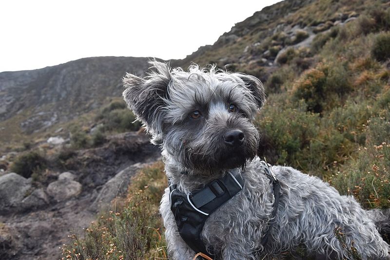 Glen of Imaal Terrier