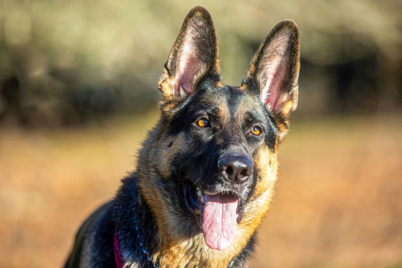 27 Dog Breeds That Show Loyalty Through Affection and Daily Companionship 4 German Shepherd
