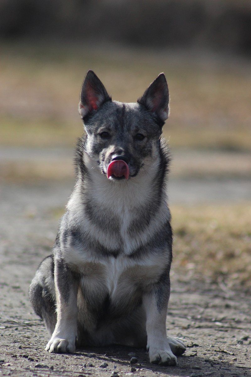 Norwegian Elkhound