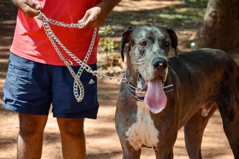 Living with these dog breeds feels different every year - because they keep developing in unexpected ways 9 Great Dane