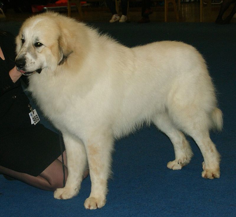 Great Pyrenees