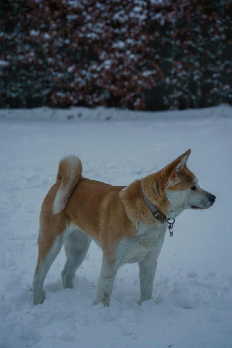 12 dog breeds that often get misread as stubborn but are actually sensitive 10 Akita