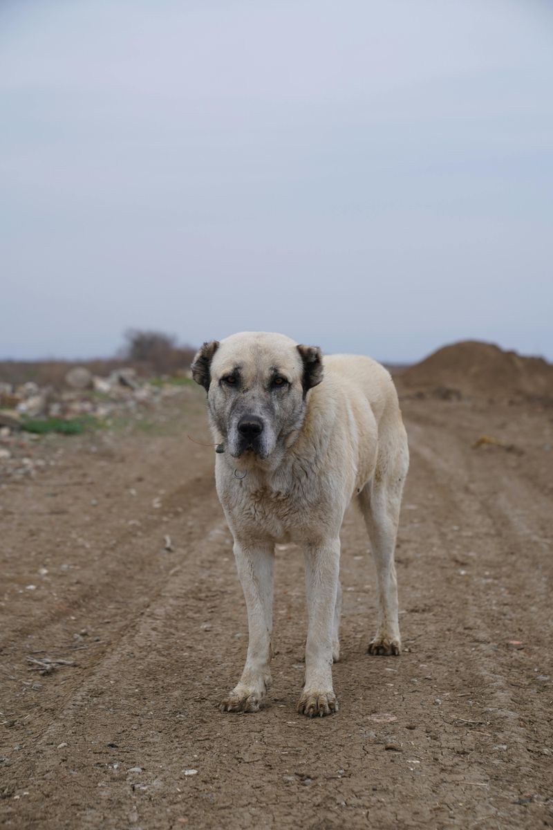 Anatolian Shepherd