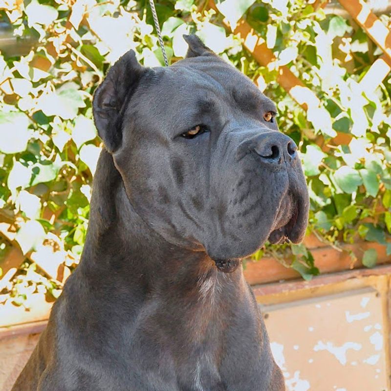 13 dogs that make you feel protected without ever acting out of control 12 Cane Corso