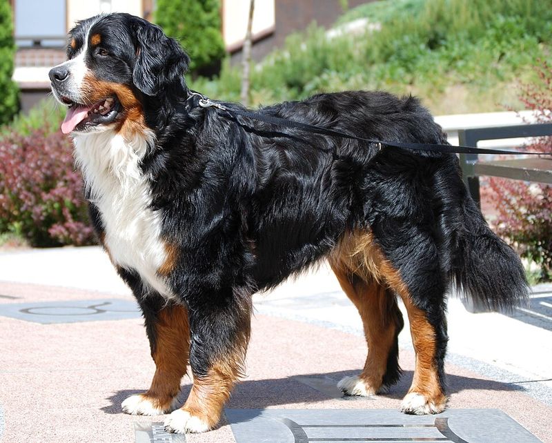19 dog breeds that stand out the most in crowded public places without even trying 13 Bernese Mountain Dog