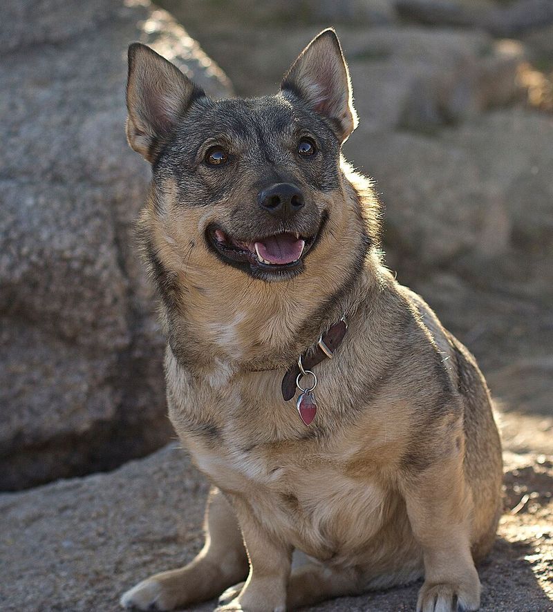 Swedish Vallhund