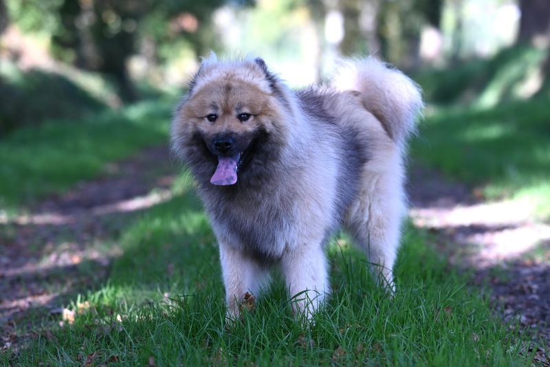 12 Breeds That Are More Sensitive to Touch Around the Neck and Shoulders - What to Use Instead 13 Eurasier