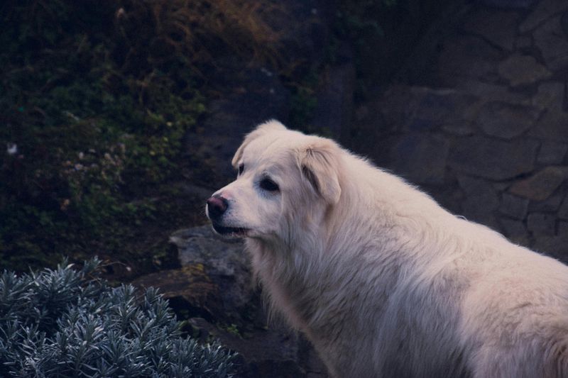 The Real Difference Between Guarding and Territorial Stress - 10 Guardian Breeds Owners Must Understand 11 Maremma Sheepdog