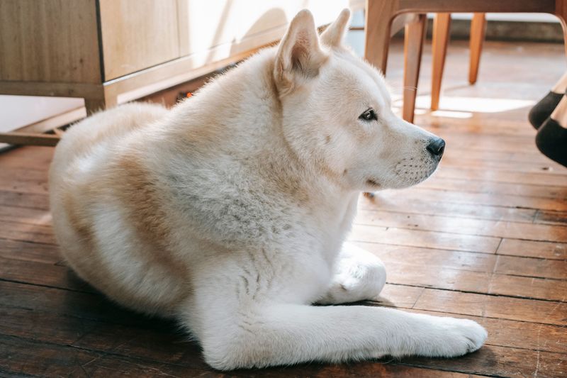 Living with these dog breeds feels different every year - because they keep developing in unexpected ways 7 Akita