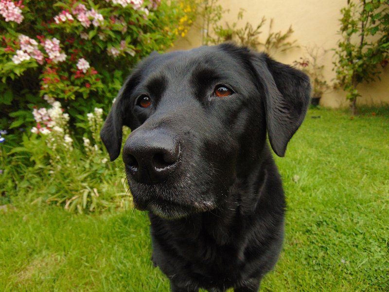 Labrador Retriever