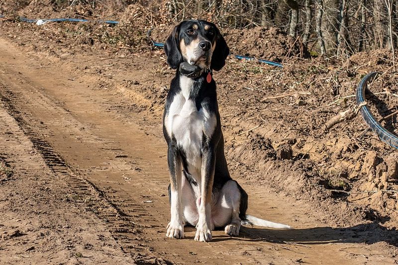 Anglo-Français de Petite Vénerie