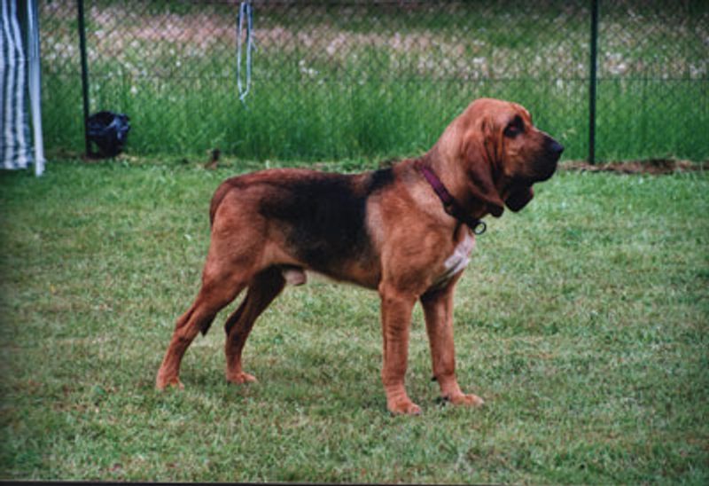 Something moved in the grass - and these 12 dog breeds have already launched the investigation 9 Bloodhound