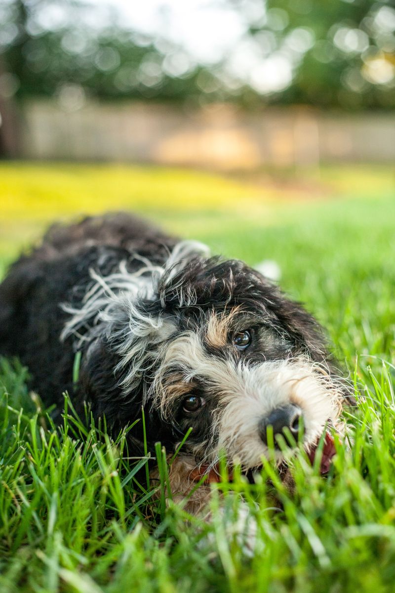 People love these 11 dog breeds - but many underestimate the behavior challenges they bring 12 Bernedoodle