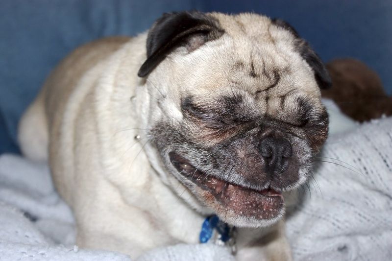 Sneezing fits plus lethargy