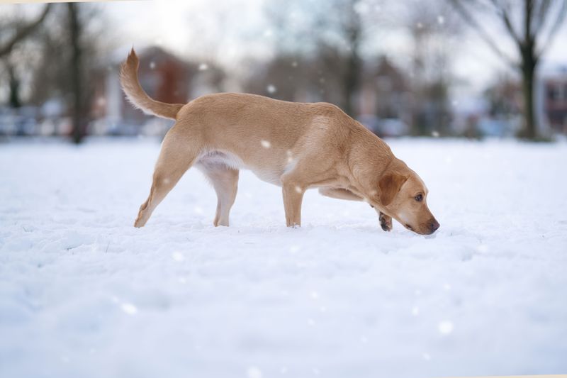 10 non-hound dog breeds with impressive noses - plus 2 you probably wouldn't expect 3 Labrador Retriever