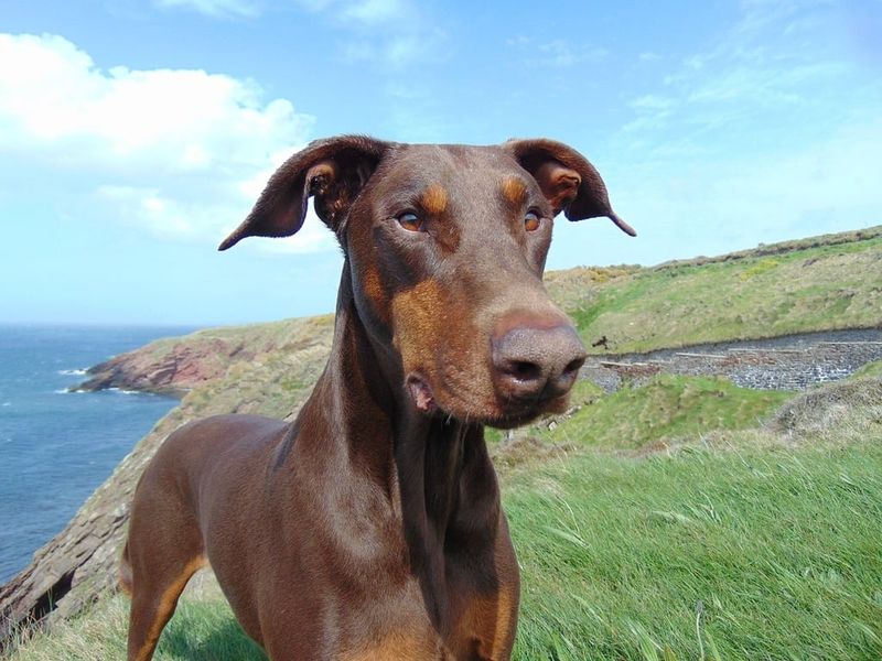 Doberman Pinscher