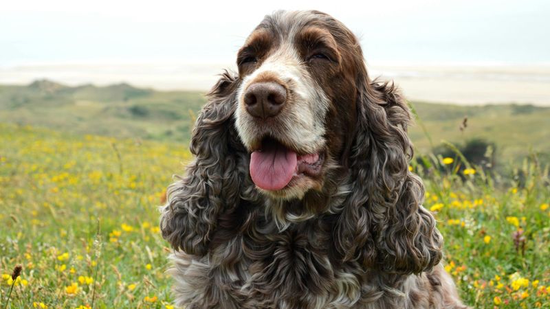 Cocker Spaniel