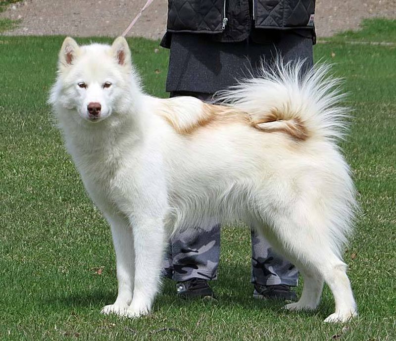 11 rugged dog breeds that still carry the mentality of life in harsh terrain 9 Canadian Eskimo Dog
