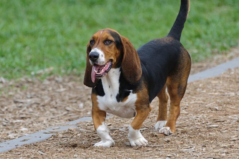 Your dog keeps begging after a full meal? These 10 breeds may explain why food motivation needs boundaries 6 Basset Hound