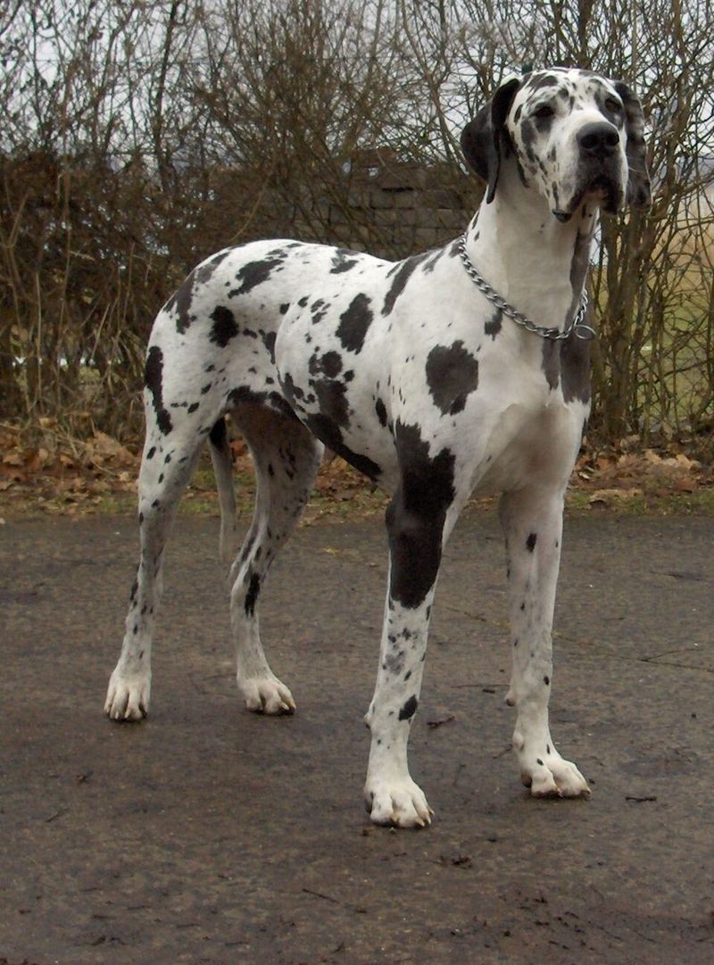 Some dog breeds simply have less to say - and peaceful households may love them for it 8 Great Dane
