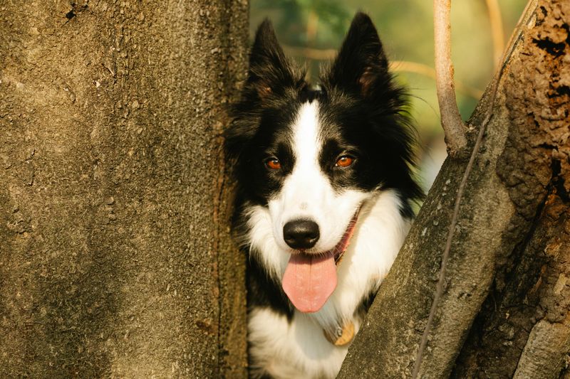 18 Highly Intelligent Large Dog Breeds That Learn New Tricks Quickly 2 Border Collie