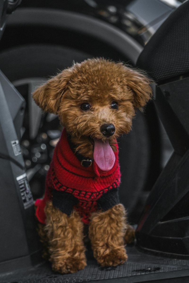 10 loyal companion dogs seniors would choose all over again, plus 3 beloved extras 12 Toy Poodle