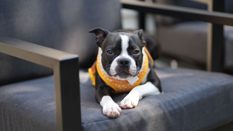 Boston Terrier