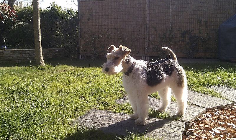 Fox Terrier