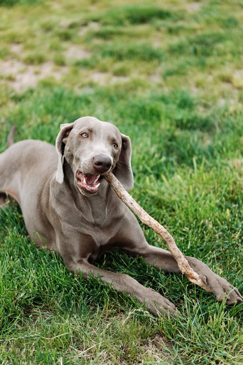 Weimaraner