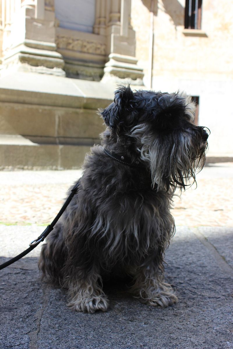 11 dog breeds that stay young at heart - plus 3 that settle into a slower rhythm early 10 Miniature Schnauzer